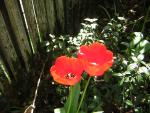 DSCN1474.jpg