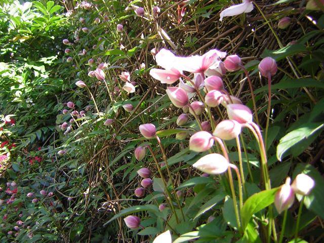DSCN1483.jpg