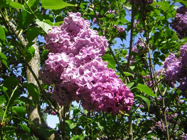 DSCN1487.jpg
