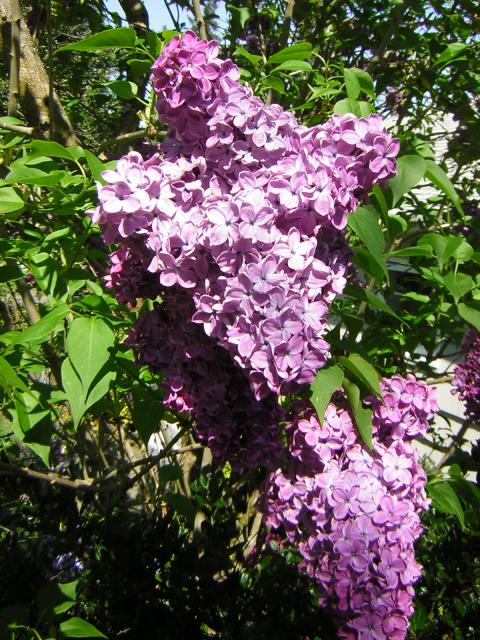 DSCN1488.jpg