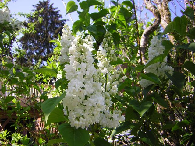 DSCN1490.jpg
