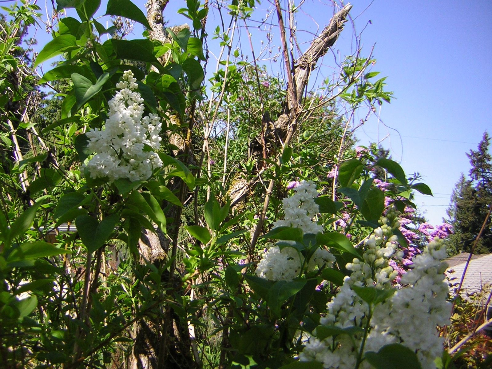 DSCN1491.jpg