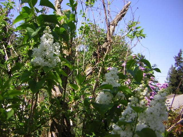 DSCN1491.jpg