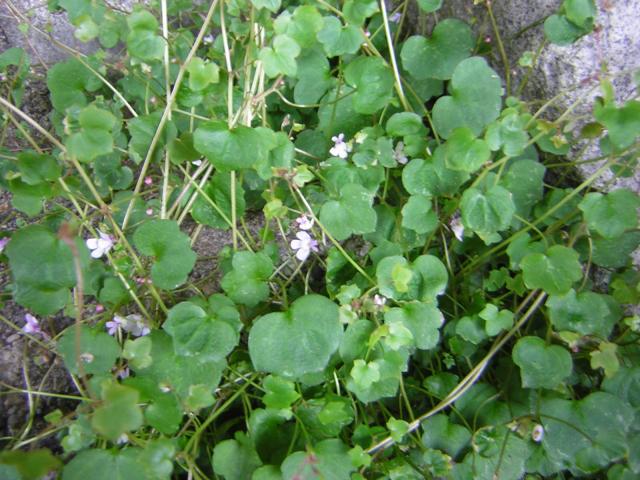 DSCN1494.jpg