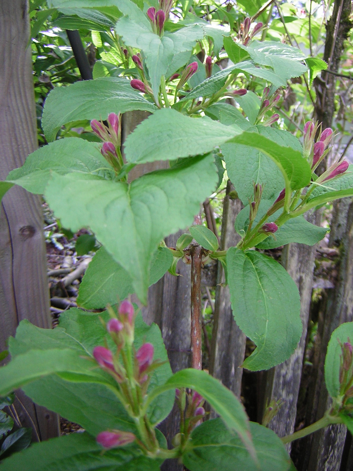 DSCN1499.jpg