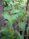 DSCN1499.jpg