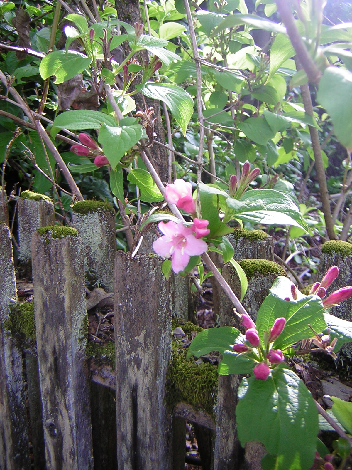 DSCN1500.jpg