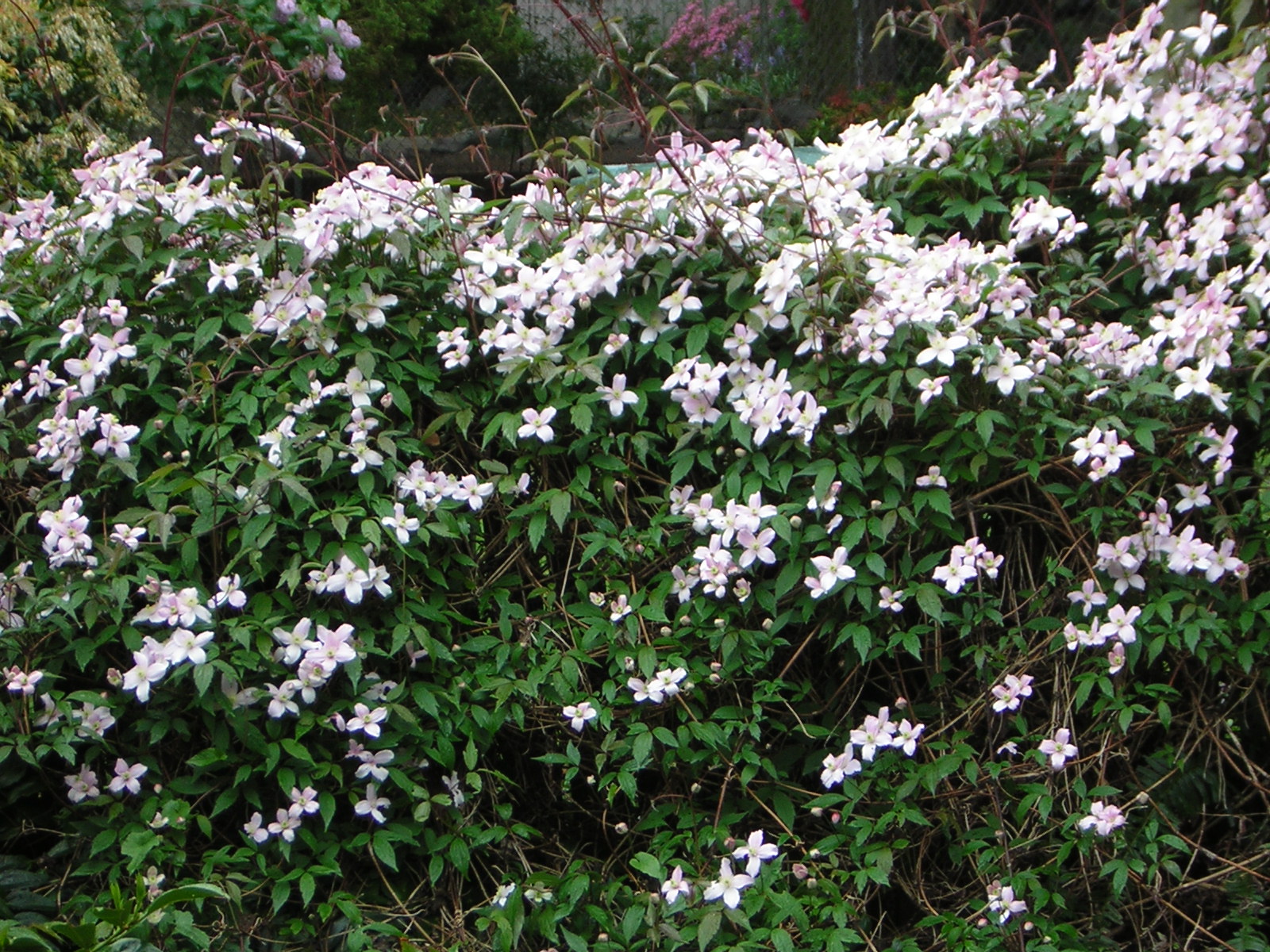 DSCN1509.jpg