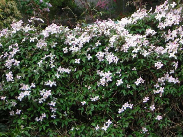 DSCN1509.jpg