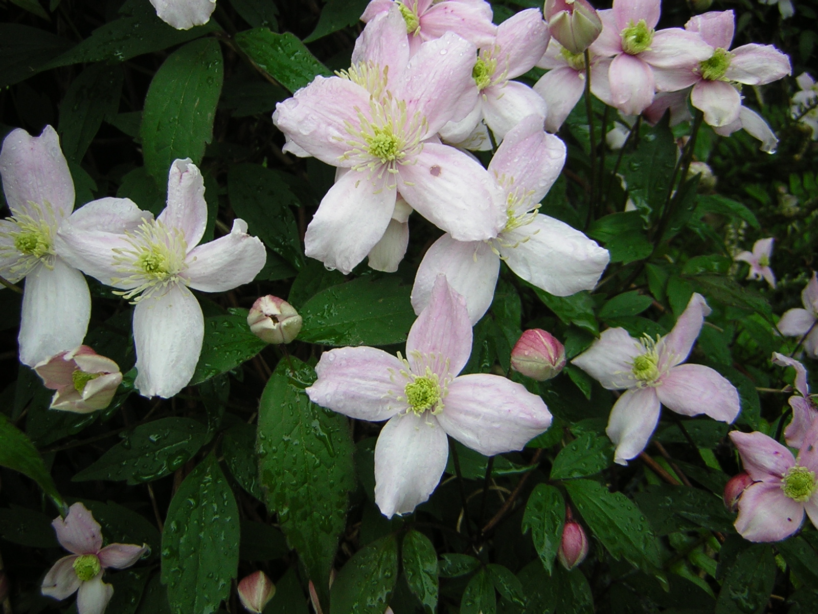 DSCN1512.jpg