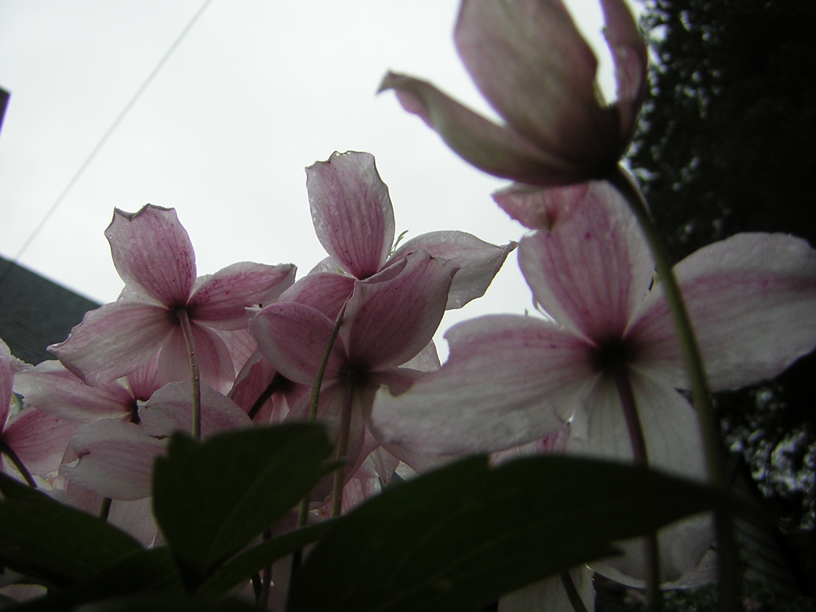 DSCN1513.jpg