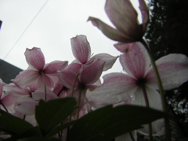 DSCN1513.jpg
