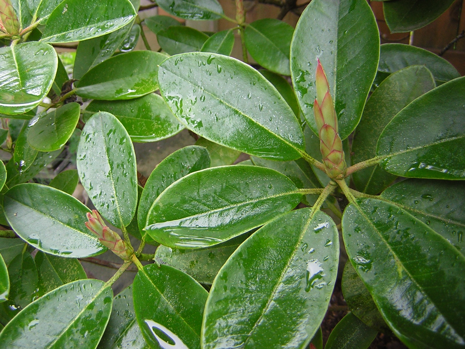 DSCN1516.jpg