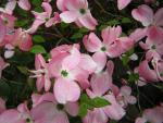 DSCN1518.jpg