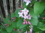 DSCN1520.jpg