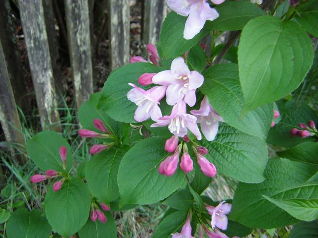 DSCN1520.jpg