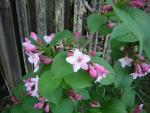DSCN1521.jpg