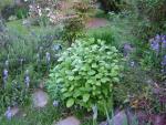DSCN1531.jpg