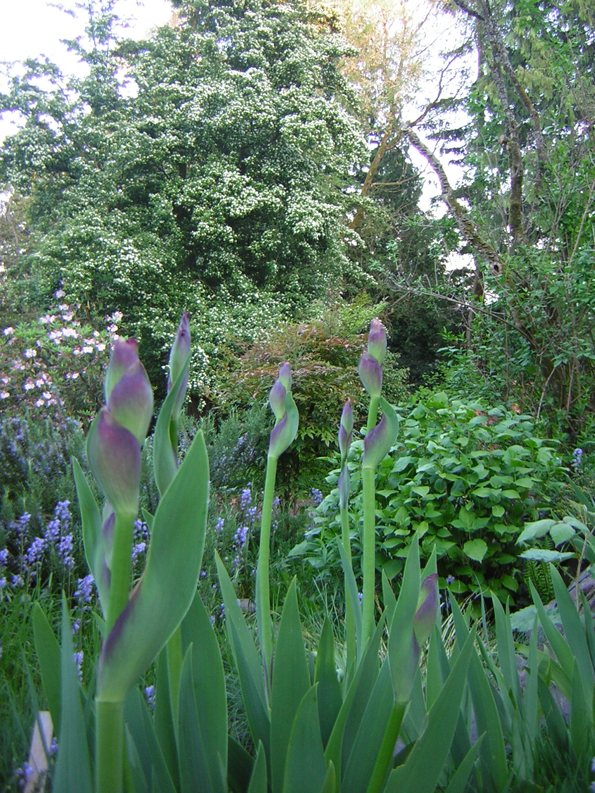 DSCN1532.jpg