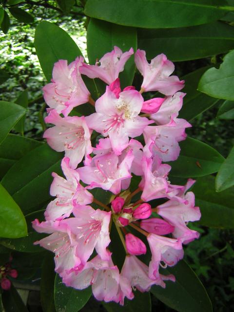 DSCN1770.jpg