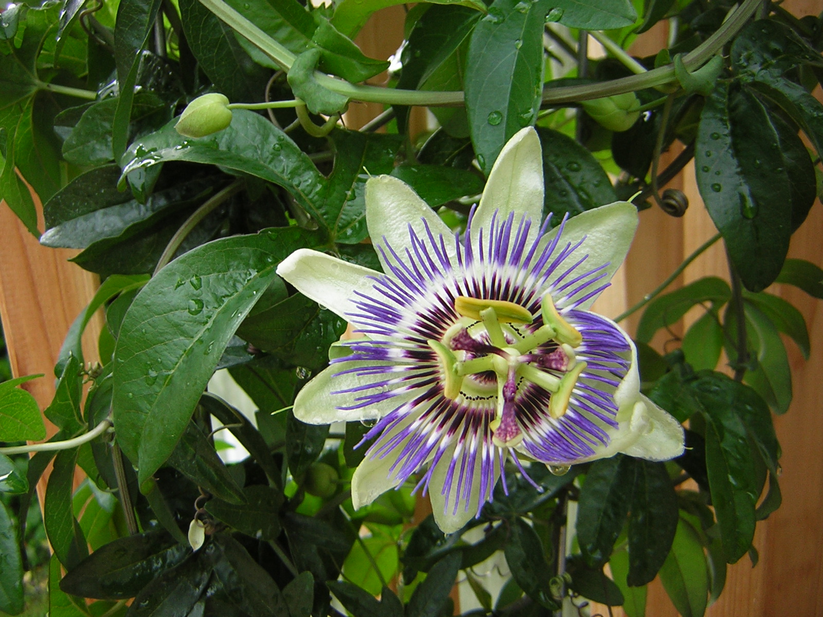DSCN1776.jpg