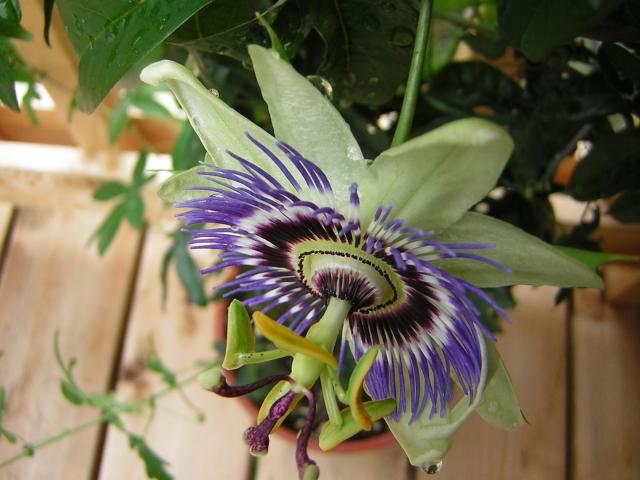 DSCN1777.jpg