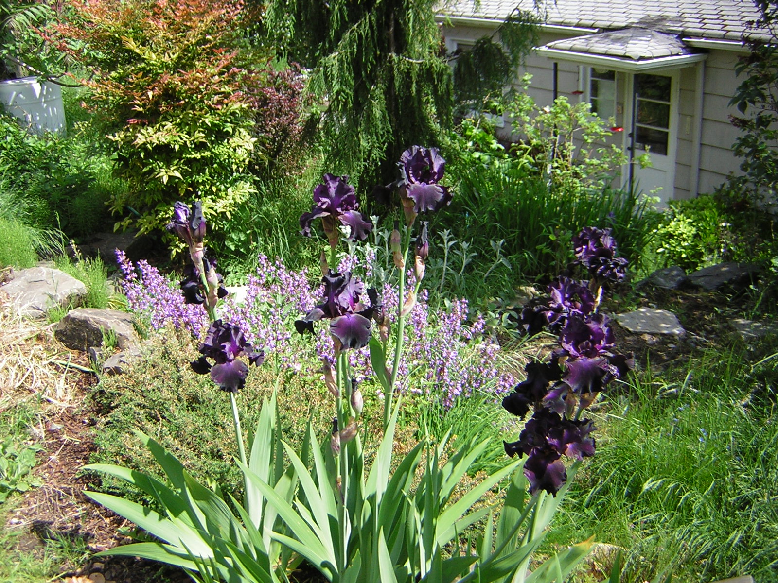 DSCN1779.jpg