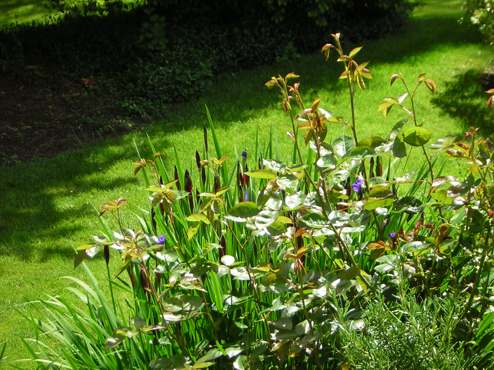 DSCN1812.jpg