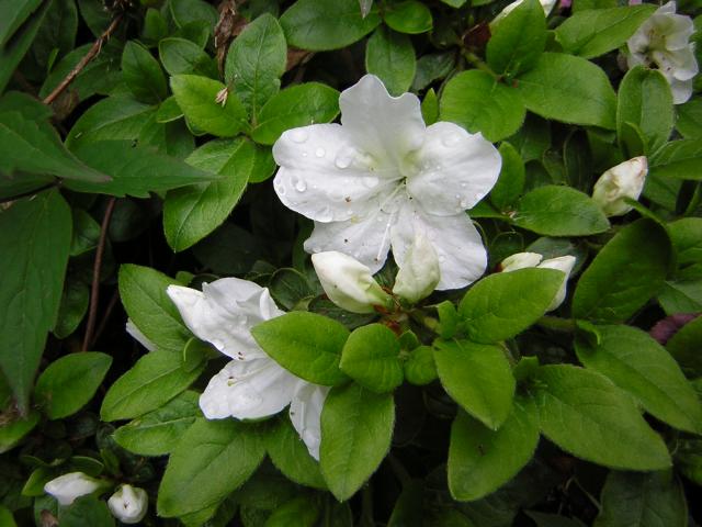 DSCN1827.jpg