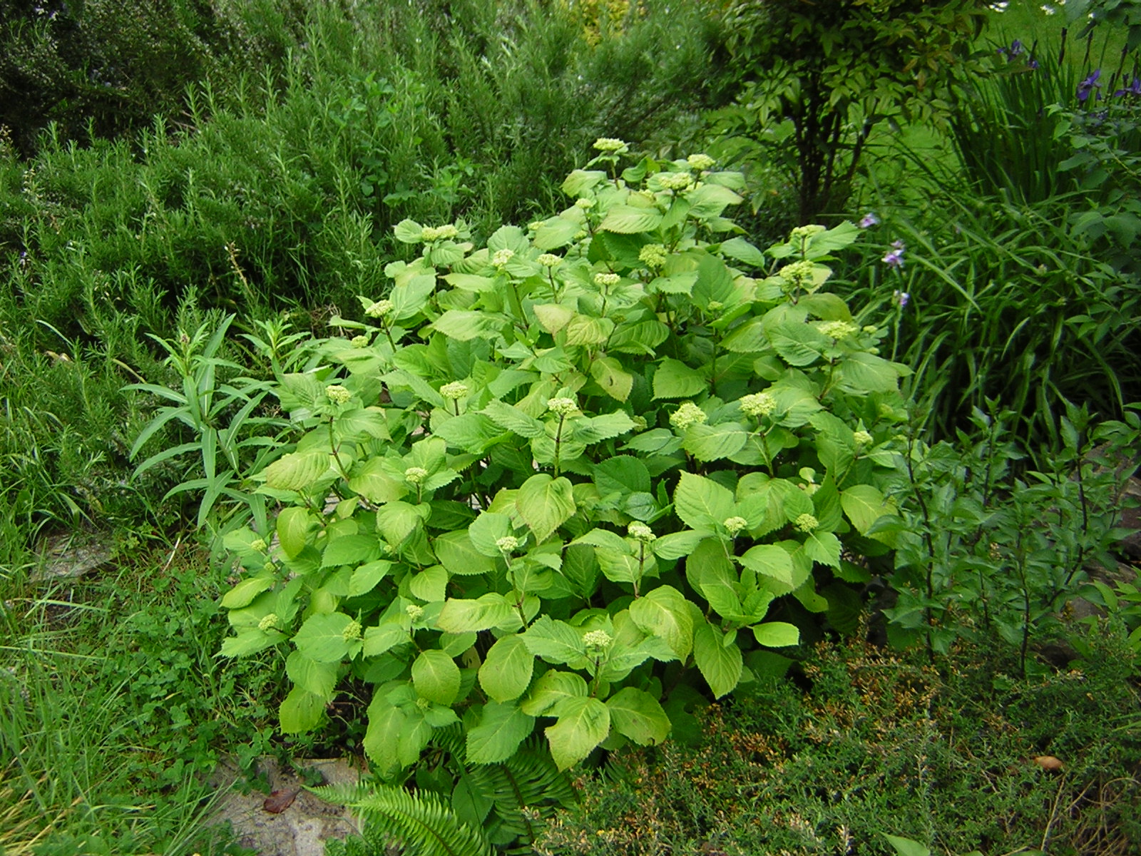 DSCN1834.jpg