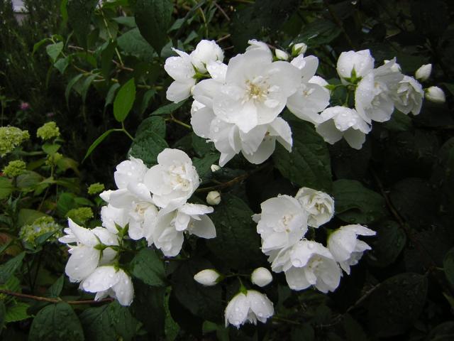 DSCN1842.jpg