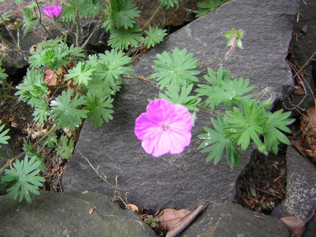 DSCN1848.jpg