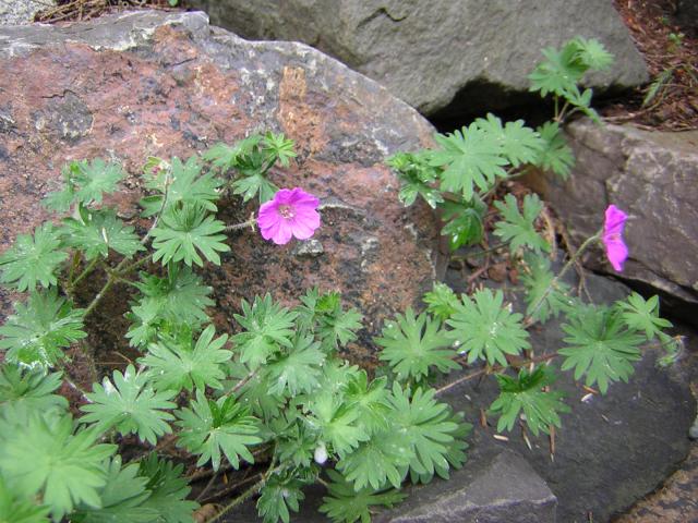 DSCN1849.jpg