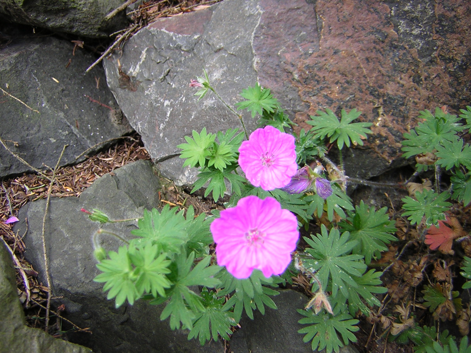 DSCN1850.jpg