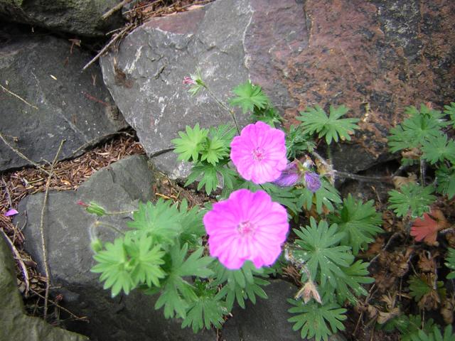 DSCN1850.jpg