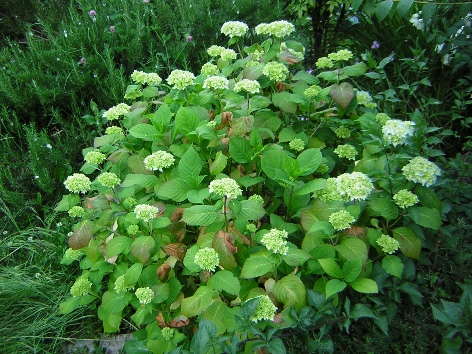 DSCN1852.jpg