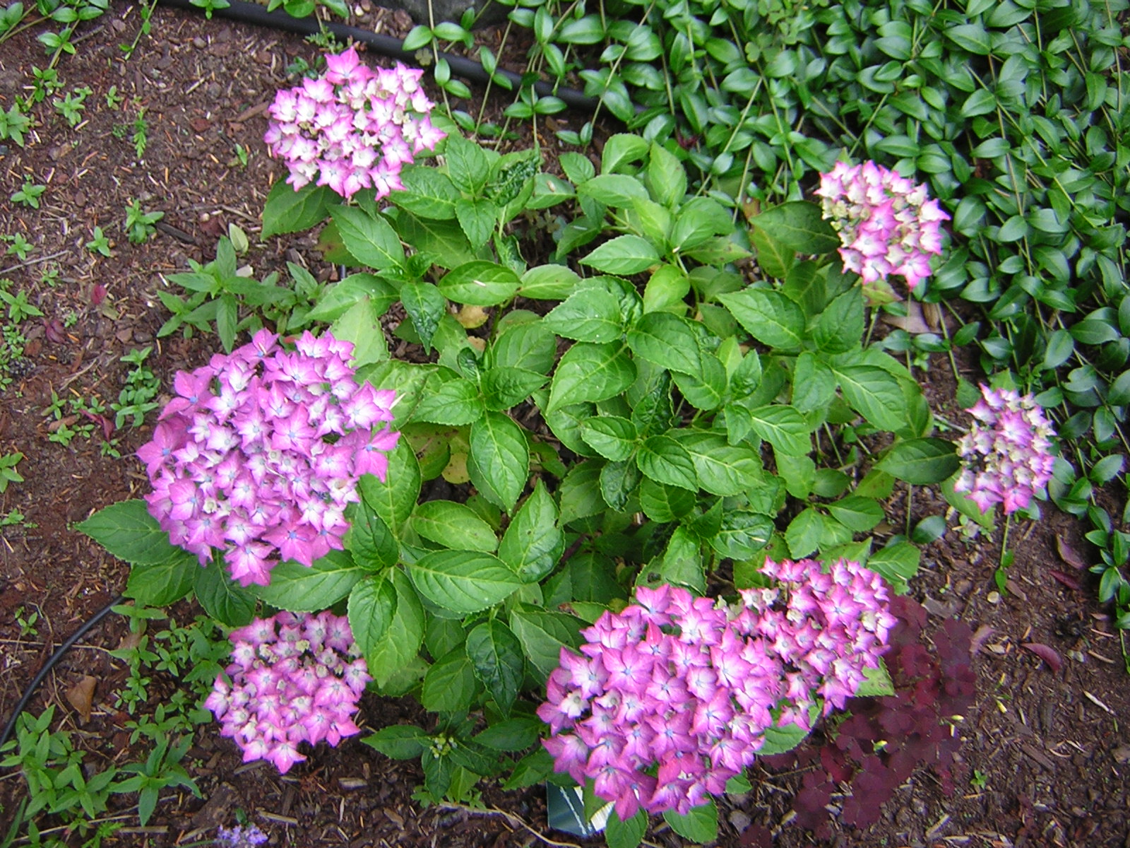 DSCN2046.jpg