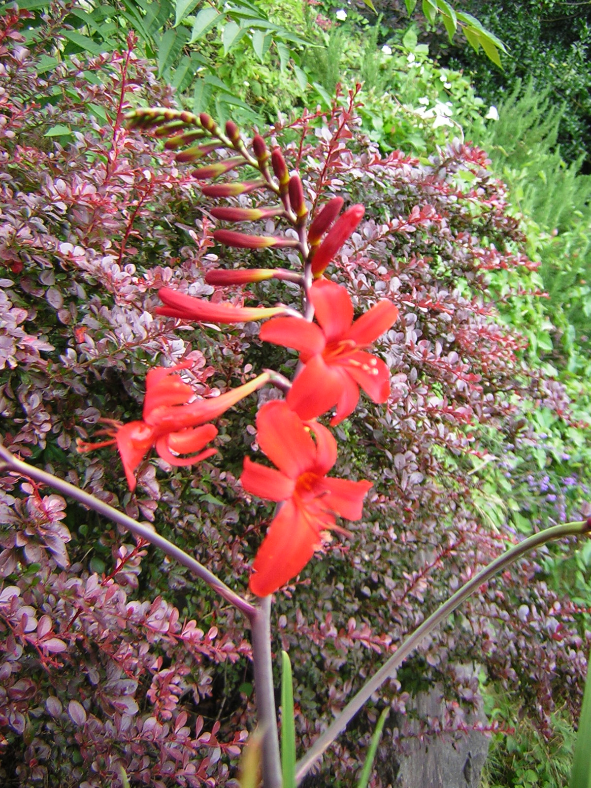 DSCN2065.jpg