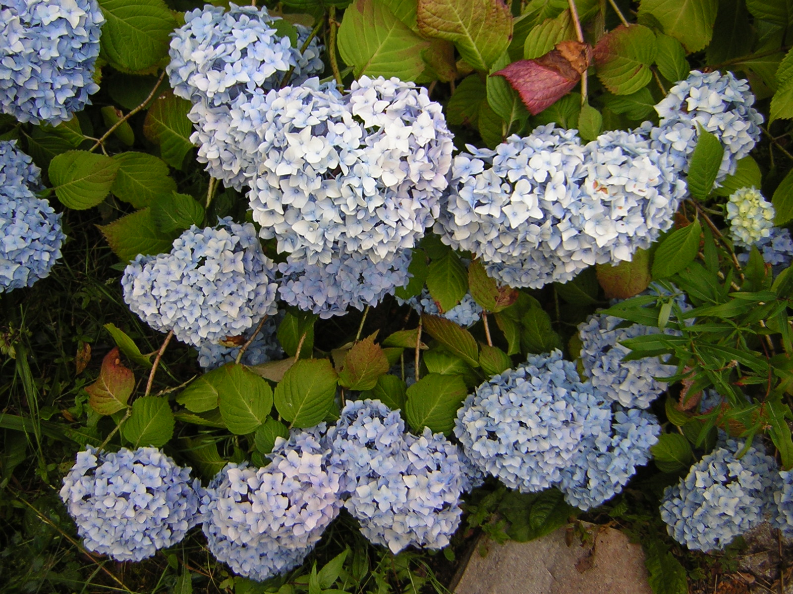 DSCN2071.jpg
