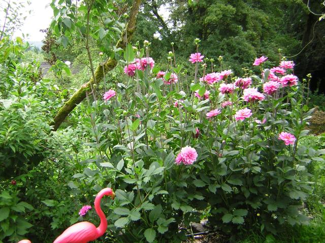 DSCN2077.jpg