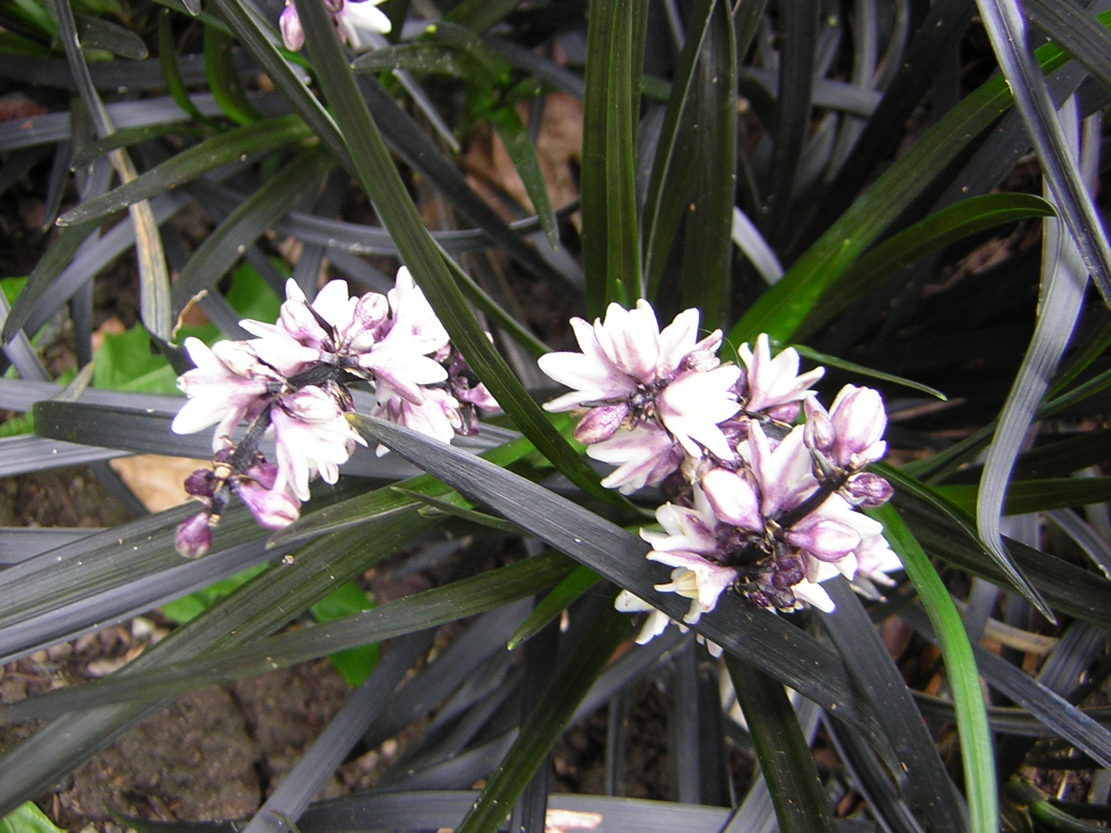 DSCN2078.jpg