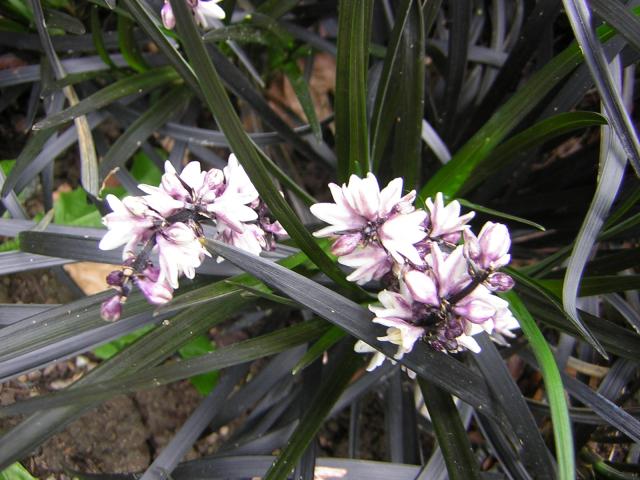 DSCN2078.jpg