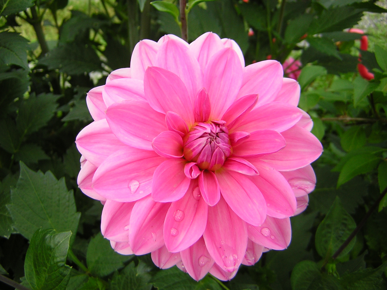 DSCN2080.jpg