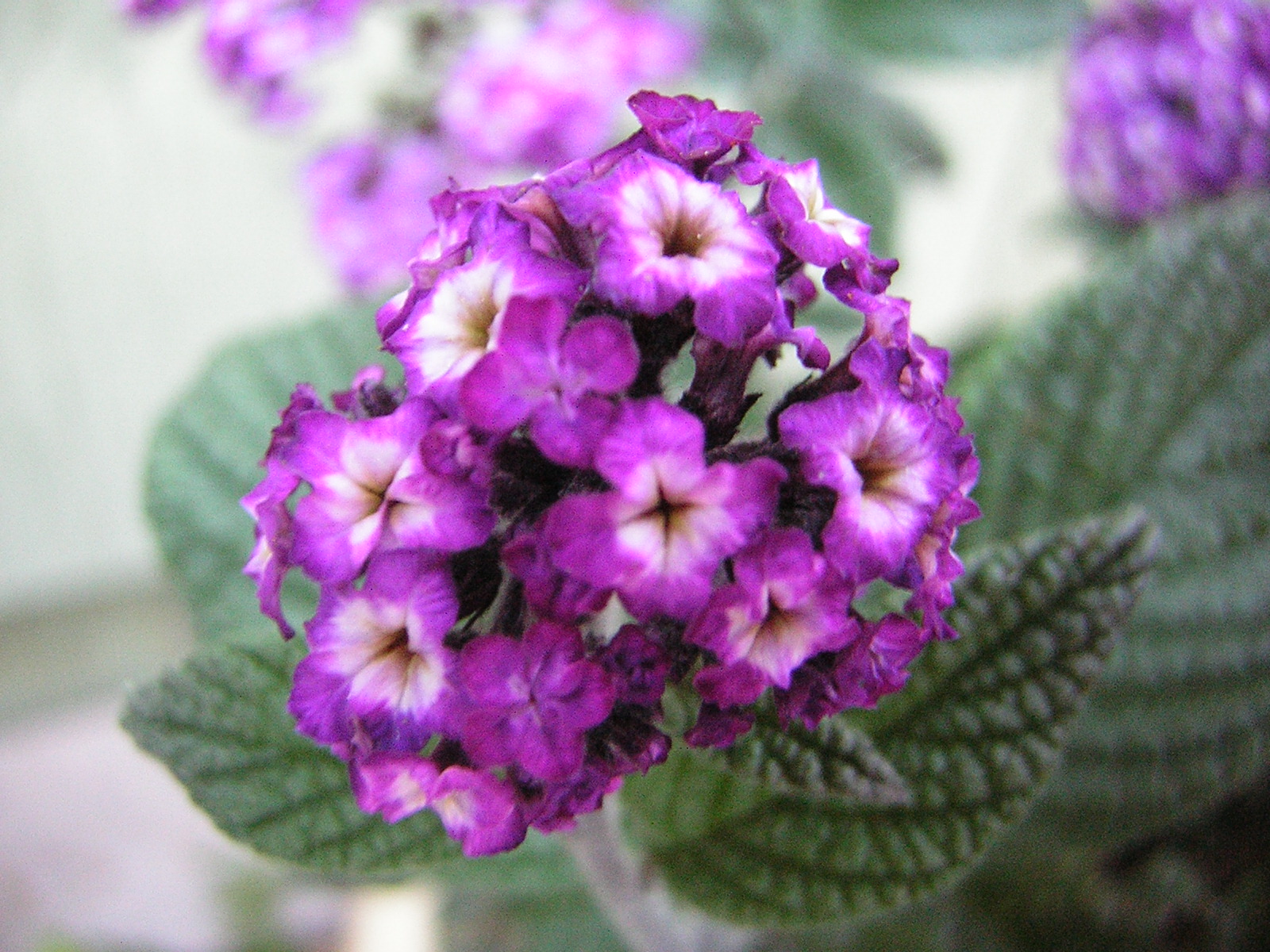 DSCN2457.jpg