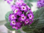 DSCN2457.jpg