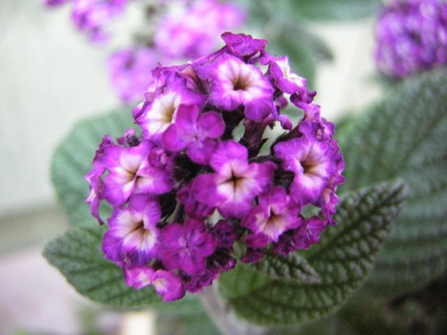 DSCN2457.jpg
