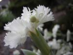 DSCN2463.jpg