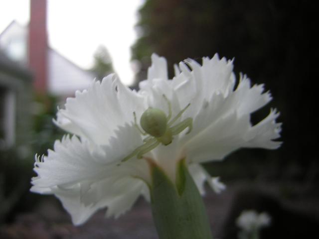 DSCN2464.jpg