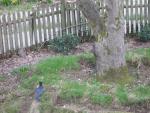 Steller's Jays are great!