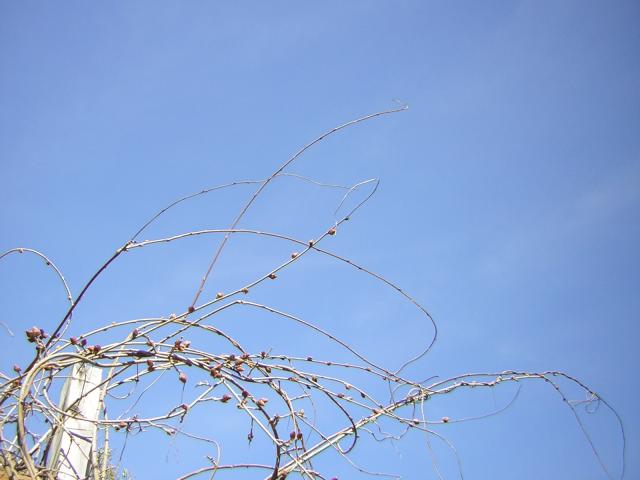 DSCN1243.jpg